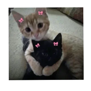 😽 emoji Afinanın :: @mesqulamnarahatel Telegram sticker 23 of 70