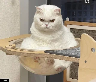 🎖 emoji Муд: Николай Telegram sticker 23 of 36