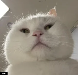 🙂 emoji Муд: Николай Telegram sticker 20 of 36