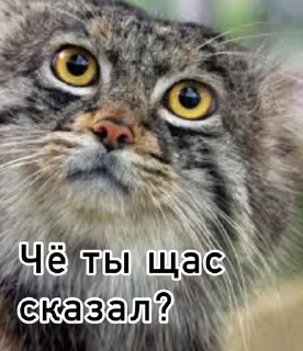 ❓ emoji Смешные манулы Telegram sticker 13 of 40