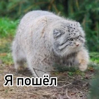 🚶 emoji Смешные манулы Telegram sticker 12 of 40