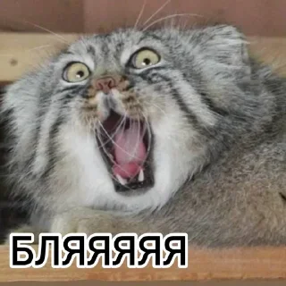 😨 emoji Смешные манулы Telegram sticker 11 of 40