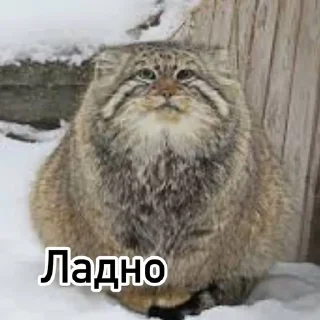 😐 emoji Смешные манулы Telegram sticker 8 of 40