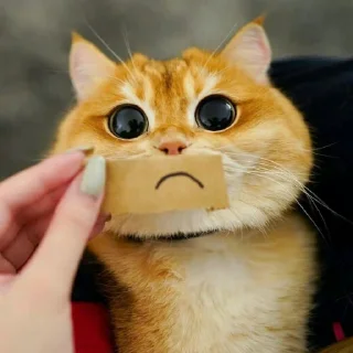 🐈 emoji Pishi 2 - @Stickerabad Telegram sticker 22 of 120