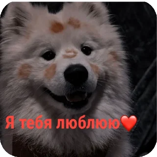🐶 emoji Для друзей Telegram sticker 6 of 36