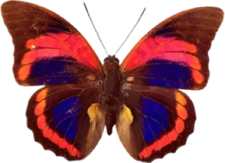 🦋 emoji @mkh_6272👈کانال استیکر ما Telegram sticker 23 of 52