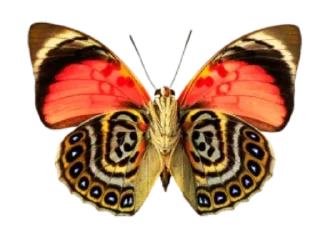🦋 emoji @mkh_6272👈کانال استیکر ما Telegram sticker 18 of 52