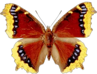 🦋 emoji @mkh_6272👈کانال استیکر ما Telegram sticker 19 of 52