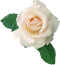 🌺 emoji @stickerkar  👈 استیکر بیشتر در Telegram sticker 7 of 101