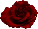 🌹 emoji @stickerkar  👈 استیکر بیشتر در Telegram sticker 14 of 101