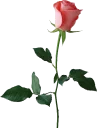 🌹 emoji @stickerkar  👈 استیکر بیشتر در Telegram sticker 12 of 101