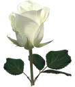 🌹 emoji @stickerkar  👈 استیکر بیشتر در Telegram sticker 24 of 101