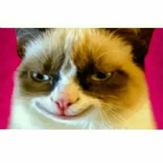 😈 emoji Cute Cats Telegram sticker 9 of 83