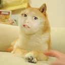 😐 emoji Best memes by NOGOL Telegram sticker 15 of 28