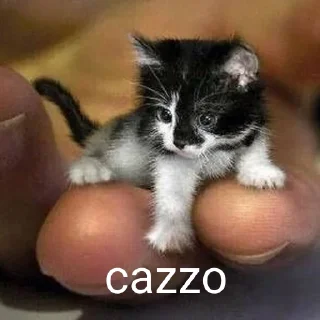🐱 emoji cacca culo pisnelo Telegram sticker 10 of 13