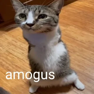 🐱 emoji cacca culo pisnelo Telegram sticker 13 of 13