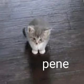 🐱 emoji cacca culo pisnelo Telegram sticker 11 of 13