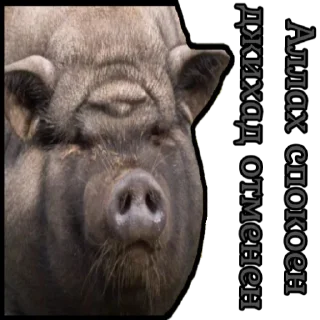 🐷 emoji ⚡️ @KuKluxRussia ⚡️ Telegram sticker 8 of 10