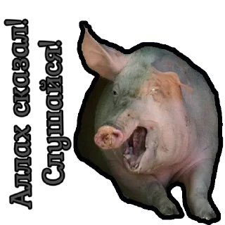 🐷 emoji ⚡️ @KuKluxRussia ⚡️ Telegram sticker 6 of 10
