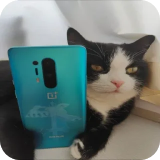 🐱 emoji spely's shits 2.5 Telegram sticker 22 of 120