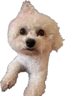 🌟 emoji Соня дура Telegram sticker 9 of 11