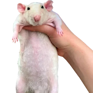 😐 emoji Take this rat! Telegram sticker 14 of 30