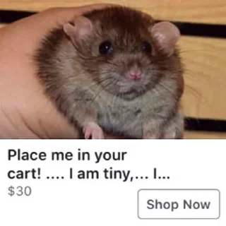 🛒 emoji Take this rat! Telegram sticker 24 of 30