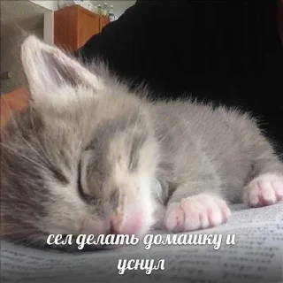 🐈‍⬛ emoji картинки с котятами Telegram sticker 18 of 42