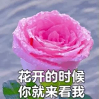 🌹 emoji 猪皮A的河温BB @HRzpa Telegram sticker 17 of 43