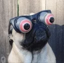 🤡 emoji Pug =)) @pistolwhip Telegram sticker 11 of 79