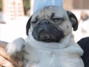 👋 emoji Pug =)) @pistolwhip Telegram sticker 7 of 79