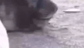🦭 emoji Seal Telegram sticker 17 of 36