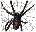 🕸 emoji Handsome Spider @StickersMM Telegram sticker 10 of 41