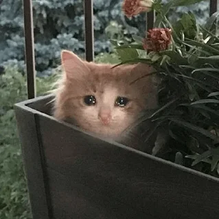 😭 emoji Sad Cat | @HoGif Telegram sticker 23 of 99