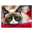 😴 emoji Grumpy cat😻🖕🏿 by@Queenmalik Telegram sticker 17 of 36