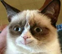 🙂 emoji Grumpy cat😻🖕🏿 by@Queenmalik Telegram sticker 5 of 36