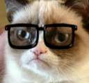 😎 emoji Grumpy cat😻🖕🏿 by@Queenmalik Telegram sticker 7 of 36
