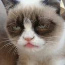 🙄 emoji Grumpy cat😻🖕🏿 by@Queenmalik Telegram sticker 1 of 36