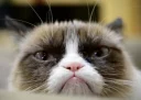 😭 emoji Grumpy cat😻🖕🏿 by@Queenmalik Telegram sticker 6 of 36