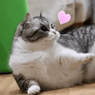 💋 emoji cutecat @StickerCnl Telegram sticker 24 of 120