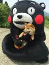 🐕 emoji Kumamon by @Torton Telegram sticker 6 of 79