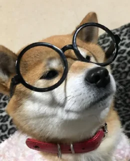 🤓 emoji Shiba Inu | @mohammadtot Telegram sticker 5 of 96