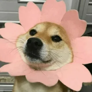 ☘ emoji Shiba inu | @M4eHDi Telegram sticker 1 of 34