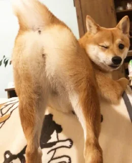 🍑 emoji Shiba Inu | @mohammadtot Telegram sticker 14 of 96
