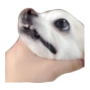 😩 emoji doggos Telegram sticker 7 of 30