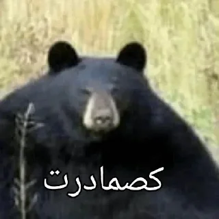 🐻 emoji @SGF_EMPIRE همون یارو روسه برگرد Telegram sticker 19 of 120