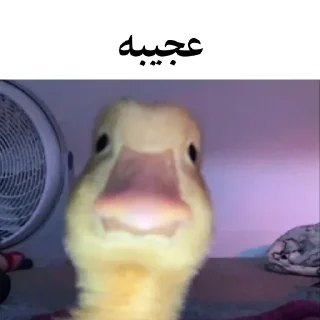 🐤 emoji @wicvio | اردک سخنگو Telegram sticker 13 of 38