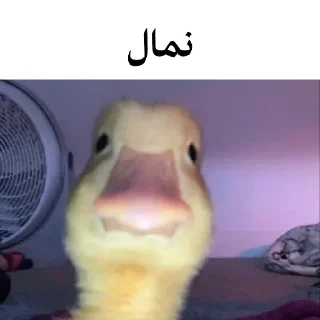 🐤 emoji @wicvio | اردک سخنگو Telegram sticker 15 of 38