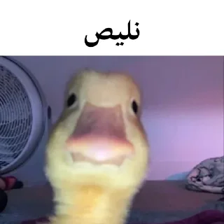 🐤 emoji @wicvio | اردک سخنگو Telegram sticker 14 of 38