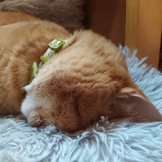 Sticker from Boris